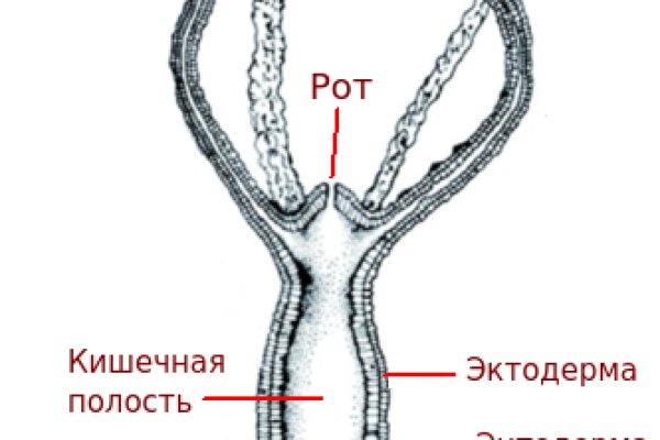 Kraken как найти ссылку
